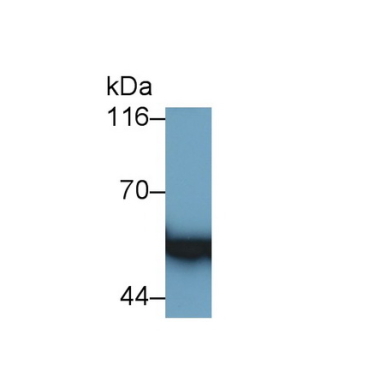 Glial Fibrillary Acidic Protein (GFAP) Mouse Polyclonal Antibody