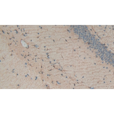 Glial Fibrillary Acidic Protein (GFAP) Mouse Polyclonal Antibody