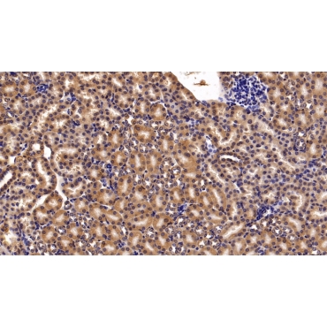 Meningioma Expressed Antigen 5 (MGEA5) Human Polyclonal Antibody