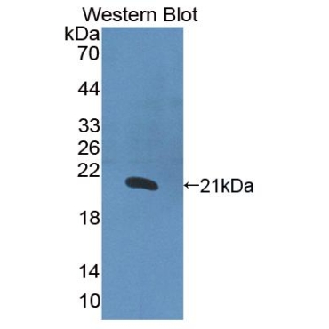 Interleukin 1 Alpha (IL1a) Human Polyclonal Antibody