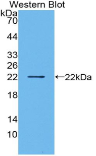 Interleukin 1 Alpha (IL1a) Mouse Polyclonal Antibody