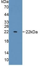 Interleukin 1 Alpha (IL1a) Rat Polyclonal Antibody