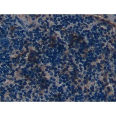 Defensin Beta 2 (DEFb2) Mouse Polyclonal Antibody