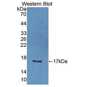 Interleukin 2 (IL2) Bovine (Cattle) Polyclonal Antibody
