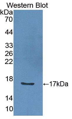 Interleukin 2 (IL2) Bovine (Cattle) Polyclonal Antibody