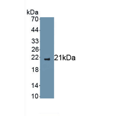 Interleukin 2 (IL2) Canis familiaris; Canine (Dog) Polyclonal Antibody