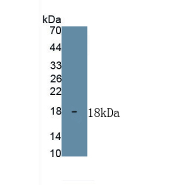 Interleukin 2 (IL2) Guinea Pig Polyclonal Antibody
