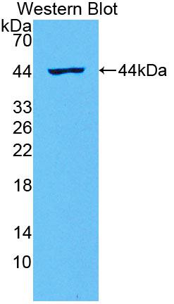 Interleukin 2 (IL2) Rat Polyclonal Antibody