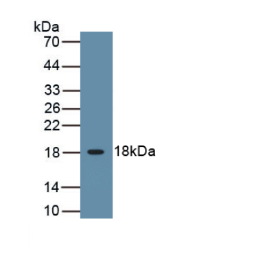Interleukin 3 (IL3) Canis familiaris; Canine (Dog) Polyclonal Antibody