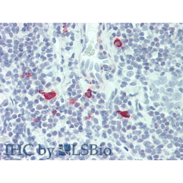 Interleukin 3 (IL3) Human Polyclonal Antibody