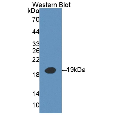 Interleukin 3 (IL3) Mouse Polyclonal Antibody
