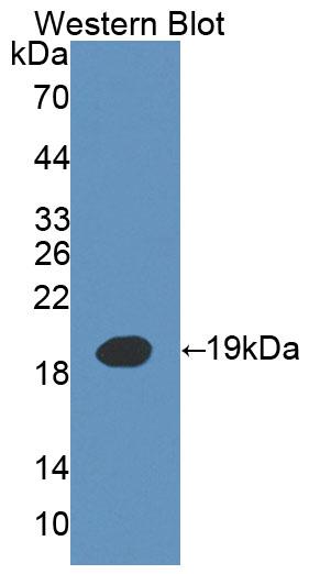 Interleukin 3 (IL3) Mouse Polyclonal Antibody
