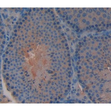 Interleukin 3 (IL3) Mouse Polyclonal Antibody
