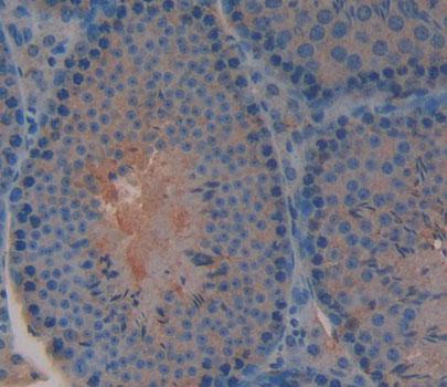 Interleukin 3 (IL3) Mouse Polyclonal Antibody
