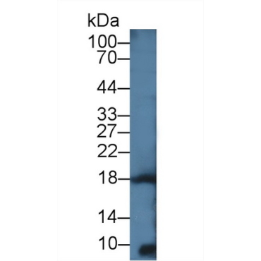 Interleukin 4 (IL4) Chicken (Gallus) Polyclonal Antibody