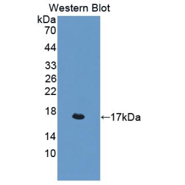Interleukin 4 (IL4) Human Polyclonal Antibody