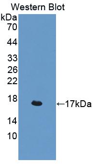Interleukin 4 (IL4) Human Polyclonal Antibody