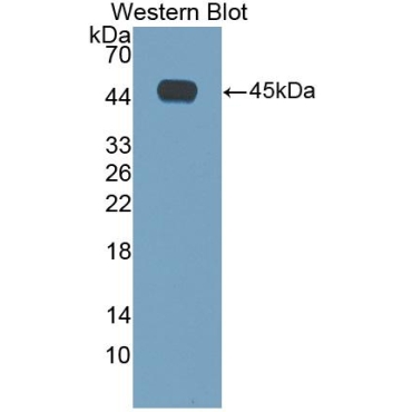 Interleukin 4 (IL4) Mouse Polyclonal Antibody