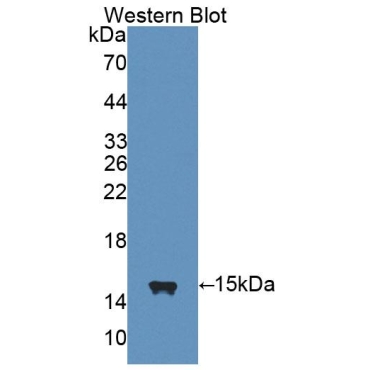 Interleukin 4 (IL4) Mouse Polyclonal Antibody