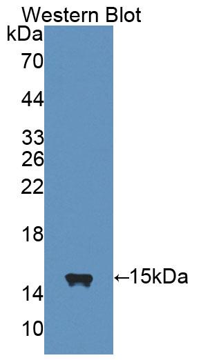 Interleukin 4 (IL4) Mouse Polyclonal Antibody