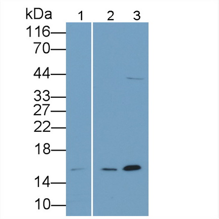 Interleukin 4 (IL4) Rat Polyclonal Antibody