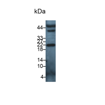 Interleukin 5 (IL5) Canis familiaris; Canine (Dog) Polyclonal Antibody
