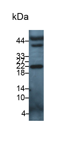 Interleukin 5 (IL5) Canis familiaris; Canine (Dog) Polyclonal Antibody