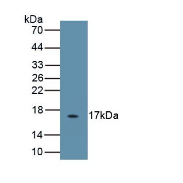 Interleukin 5 (IL5) Capra hircus; Caprine (Goat) Polyclonal Antibody
