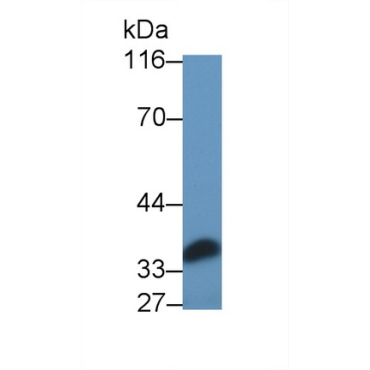 Interleukin 6 (IL6) Guinea Pig Polyclonal Antibody