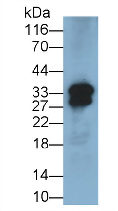 Interleukin 6 (IL6) Pig Polyclonal Antibody
