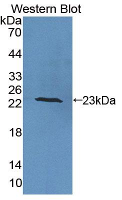 Interleukin 6 (IL6) Pig Polyclonal Antibody
