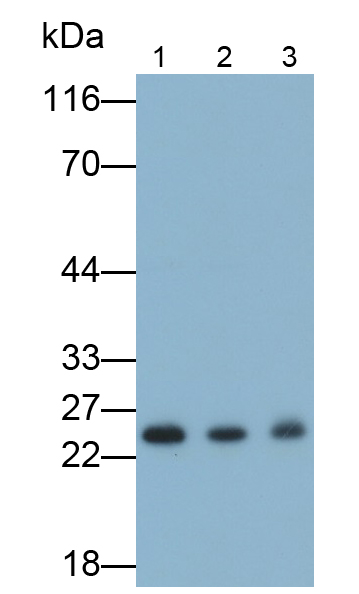 Interleukin 6 (IL6) Rat Polyclonal Antibody