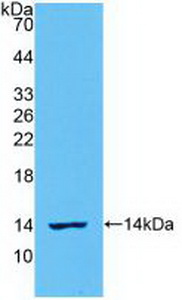 Interleukin 8 (IL8) Ovis aries; Ovine (Sheep) Polyclonal Antibody