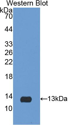 Interleukin 8 (IL8) Pig Polyclonal Antibody