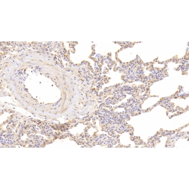 Interleukin 9 (IL9) Human Polyclonal Antibody