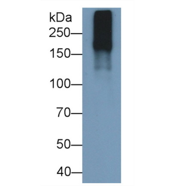 Laminin (LN) Mouse Polyclonal Antibody