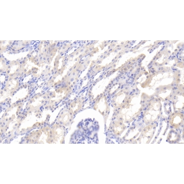 Leptin (LEP) Bovine (Cattle) Polyclonal Antibody
