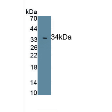 Leptin (LEP) Capra hircus; Caprine (Goat) Polyclonal Antibody