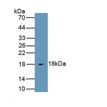 Leptin (LEP) Equus caballus, Equine (Horse) Polyclonal Antibody