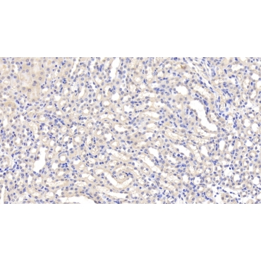 Leptin (LEP) Mouse Polyclonal Antibody