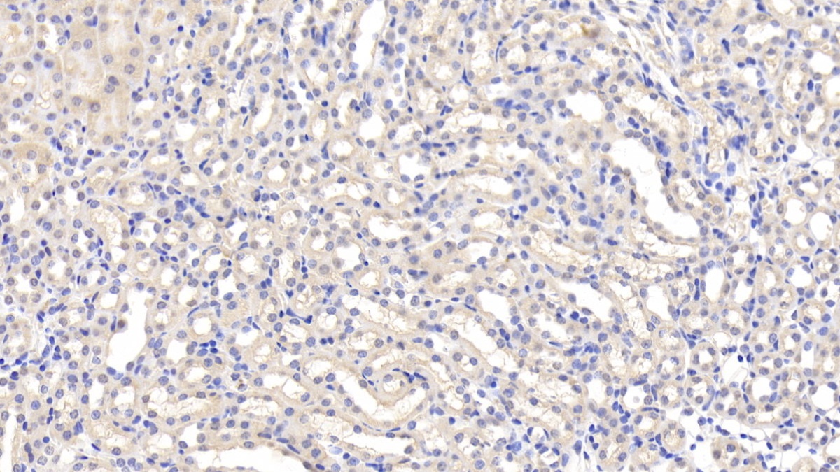 Leptin (LEP) Mouse Polyclonal Antibody