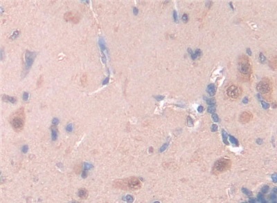 Leptin (LEP) Rat Polyclonal Antibody