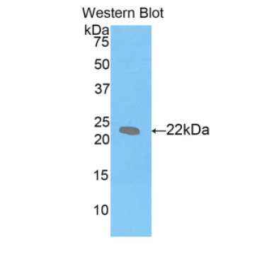 Leukemia Inhibitory Factor (LIF) Mouse Polyclonal Antibody