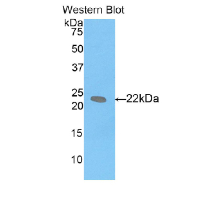 Leukemia Inhibitory Factor (LIF) Mouse Polyclonal Antibody