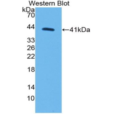 Monocyte Chemotactic Protein 1 (MCP1) Canis familiaris; Canine (Dog) Polyclonal Antibody