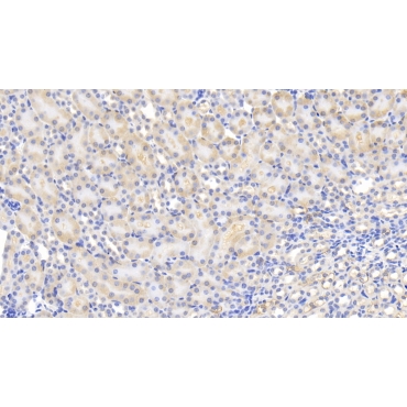 Monocyte Chemotactic Protein 1 (MCP1) Mouse Polyclonal Antibody