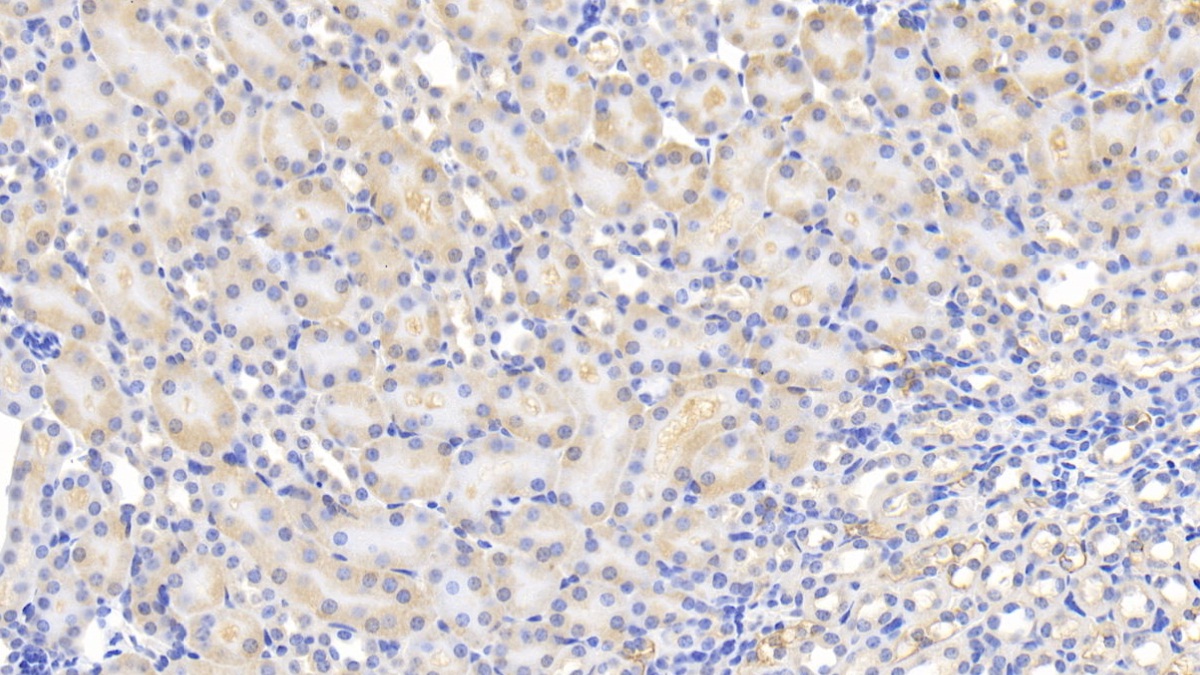Monocyte Chemotactic Protein 1 (MCP1) Mouse Polyclonal Antibody
