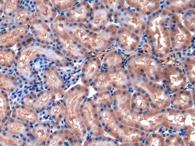 Monocyte Chemotactic Protein 1 (MCP1) Rat Polyclonal Antibody