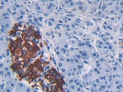Monocyte Chemotactic Protein 1 (MCP1) Rhesus monkey (Simian) Polyclonal Antibody