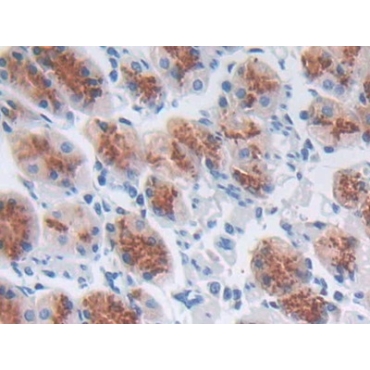 Monocyte Chemotactic Protein 2 (MCP2) Human Polyclonal Antibody